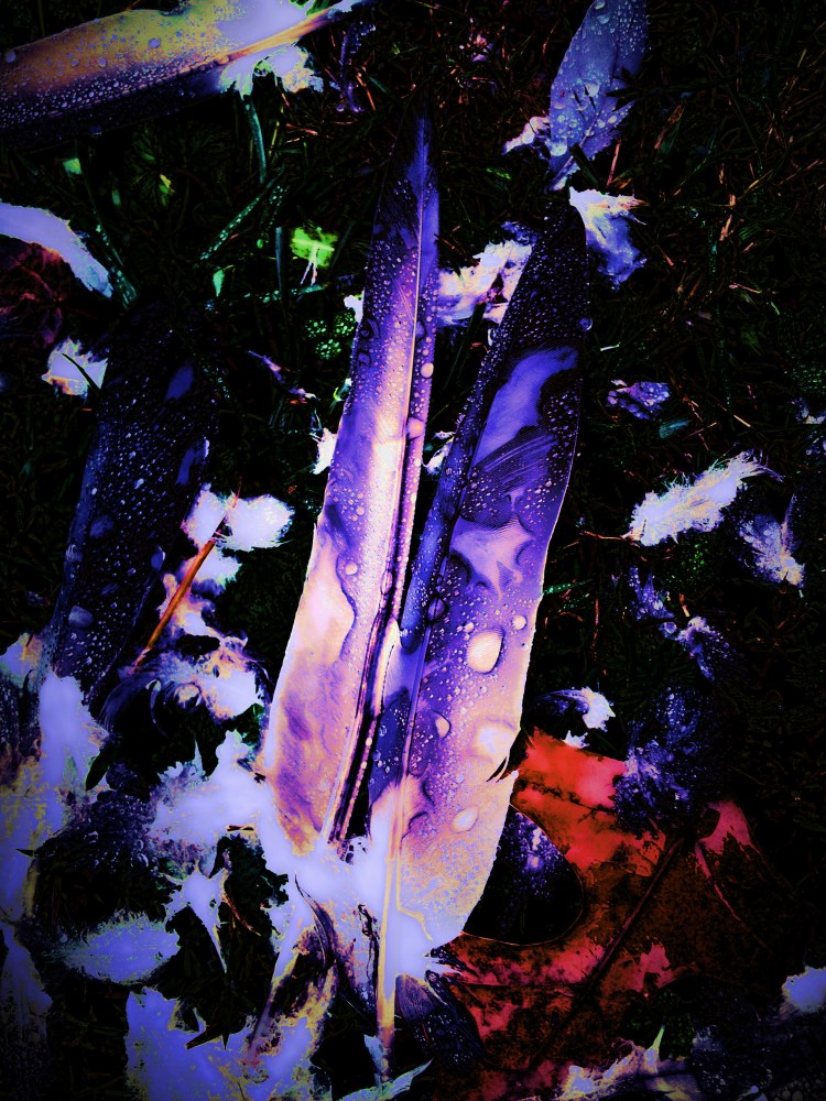 Feathers1
