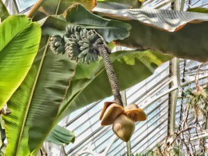 HotHouse BananaEngland 2013-06201