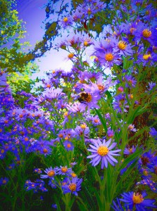 Spring Bee Lavender flowers