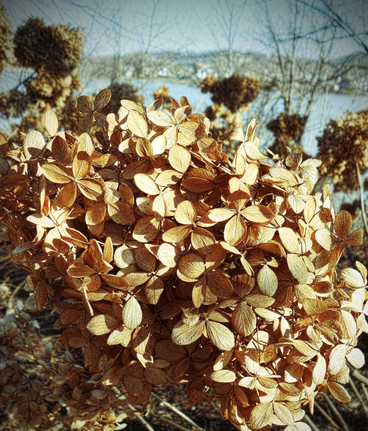 Winter Hydrangea