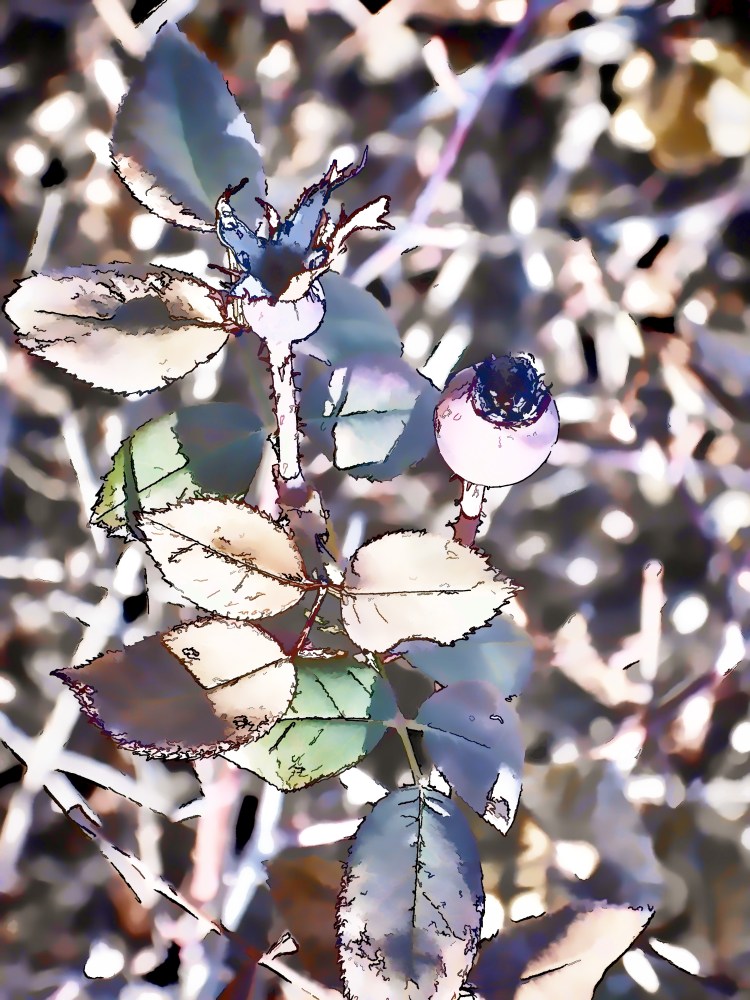 Winter Rose Hips Sawyer Point 2013-12-27_20131227_3895