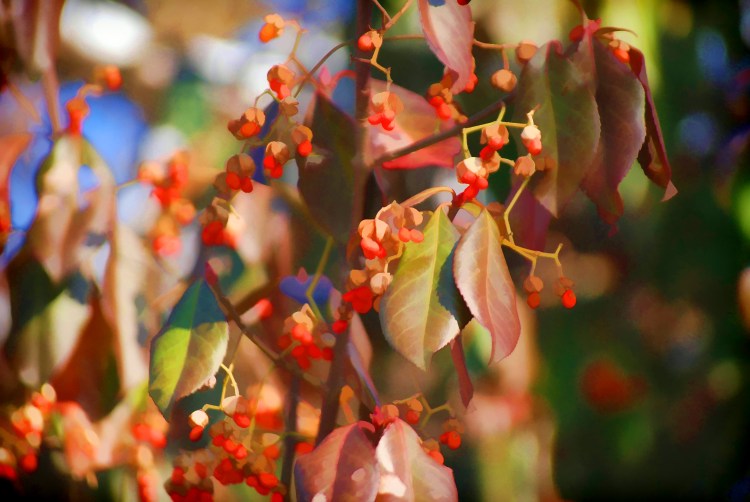 Berries on the vineFrench Park_20121230_2481
