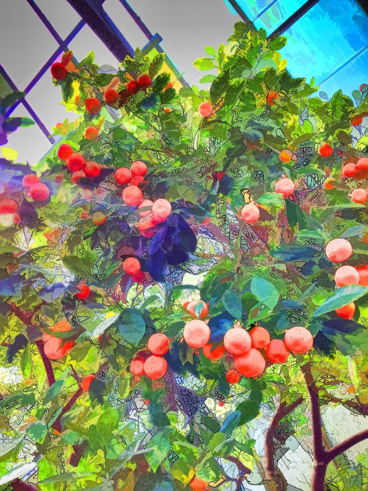 Conservatory Oranges