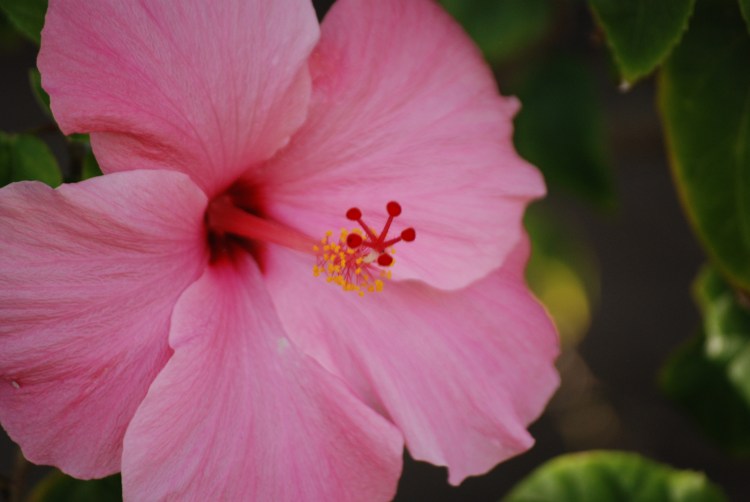 Hibiscus123