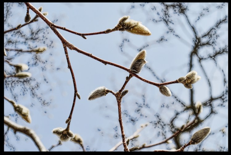 Spring Buds