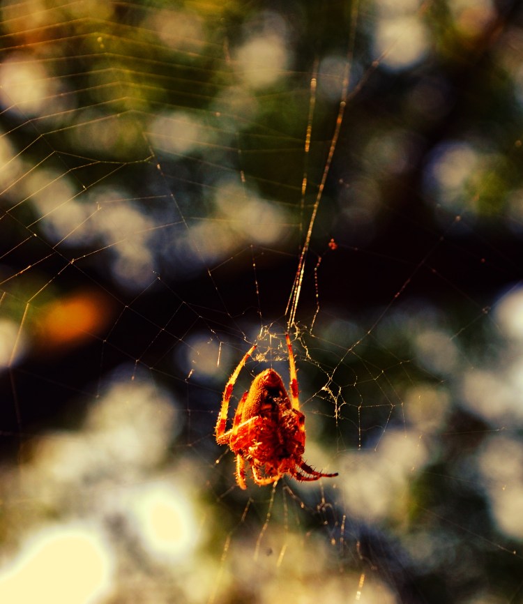 And Sat Down BeSpider_20100921_2588