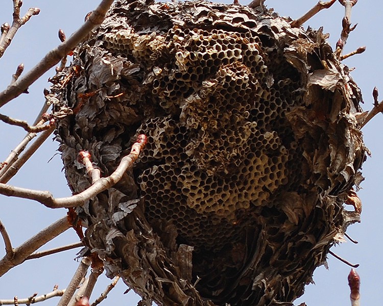 Wasp Nest