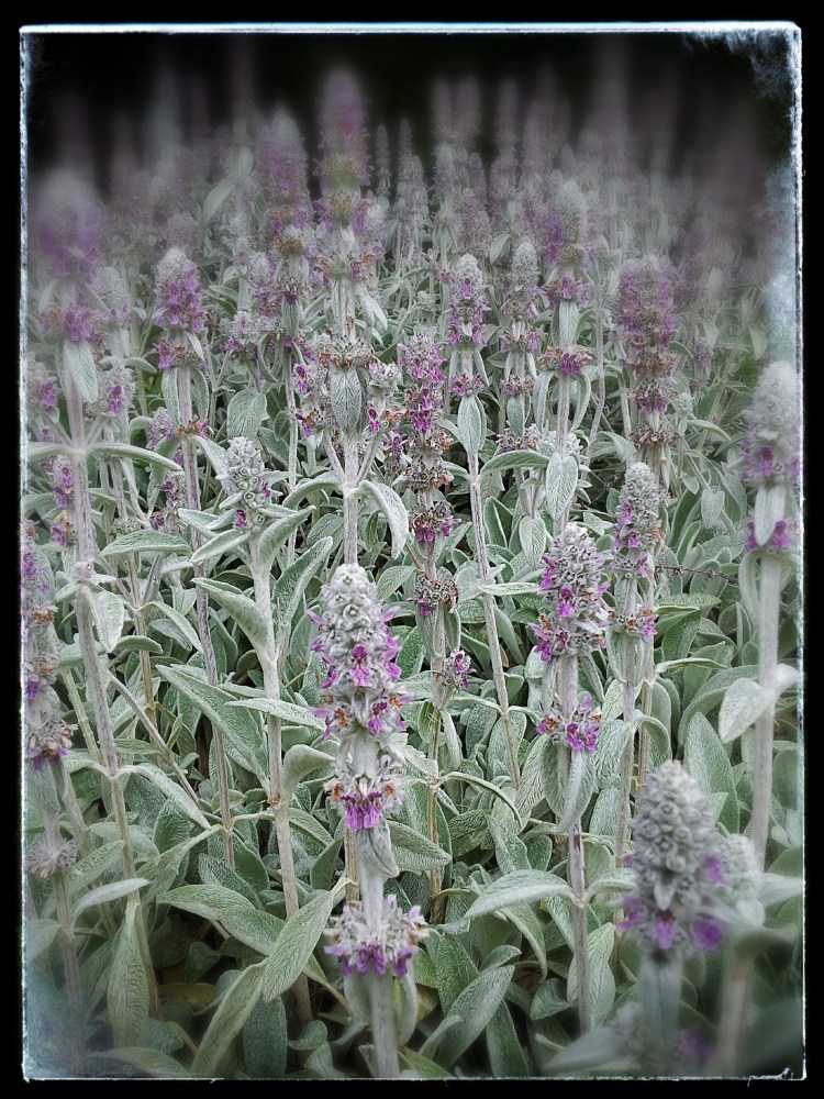 Lamb's Ear
