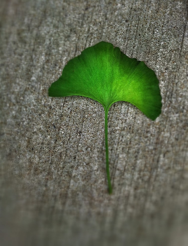 Ginkgo