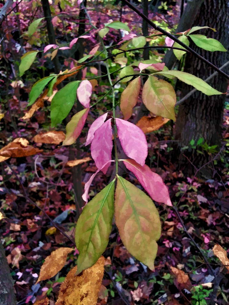 Pink Leaves