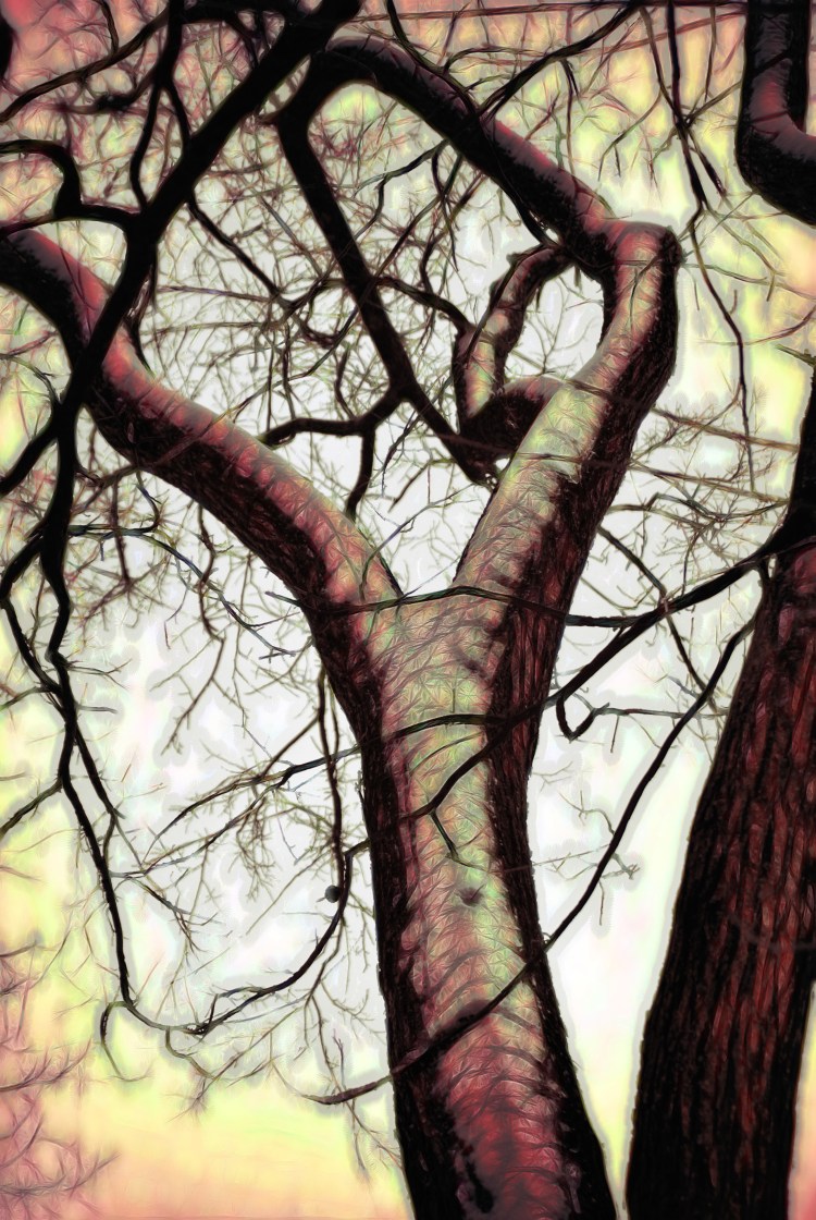 Graphic Tree Ault Park_20121227_2239