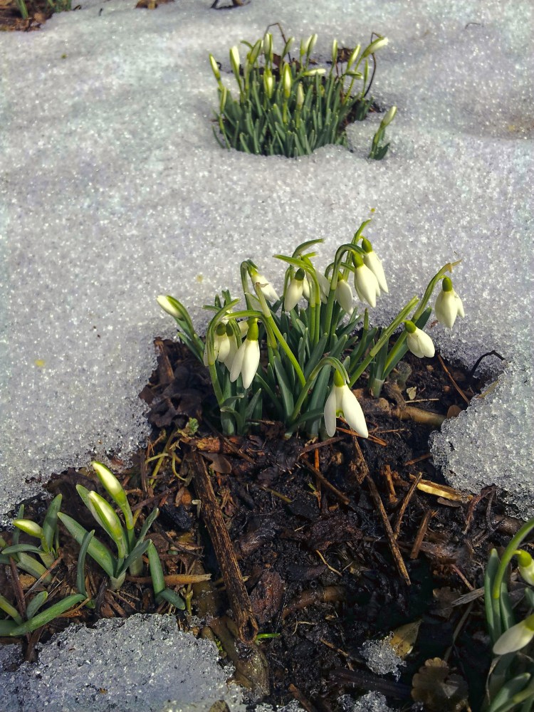 Snow Drops