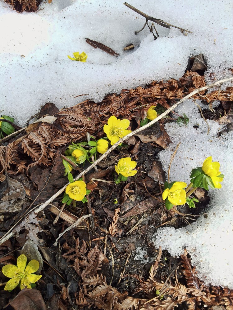 Snow Yellow Flowers