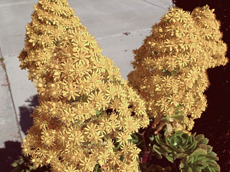 Yellow Flower Cones
