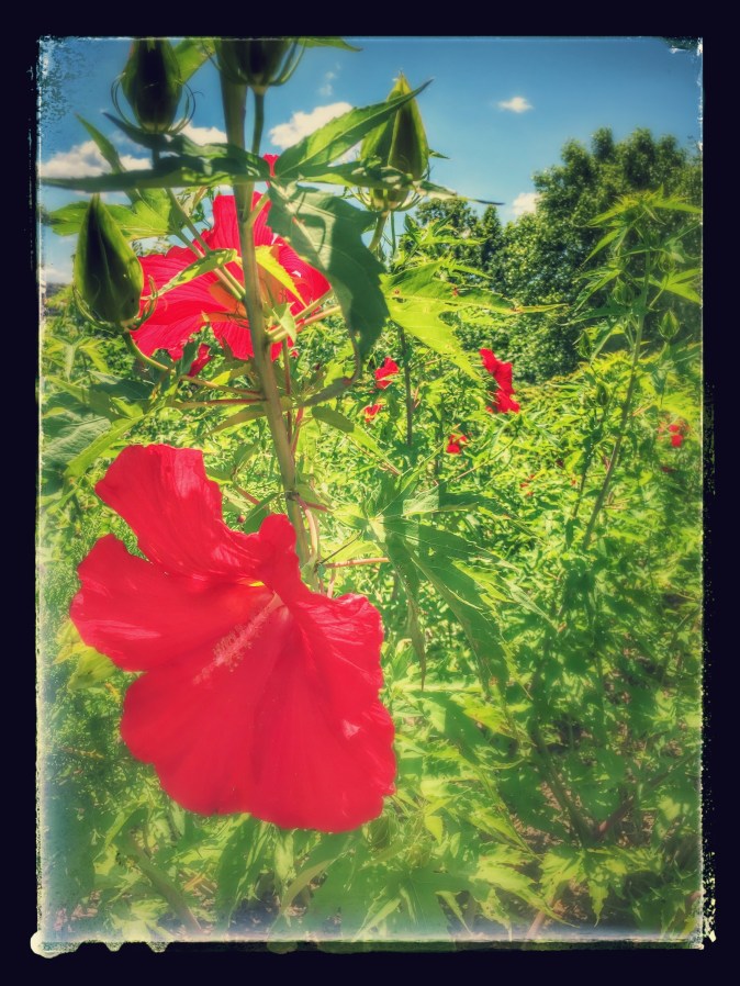 RedFlowers