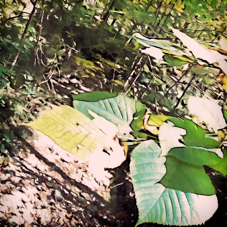 Fall Leaves over Gorge