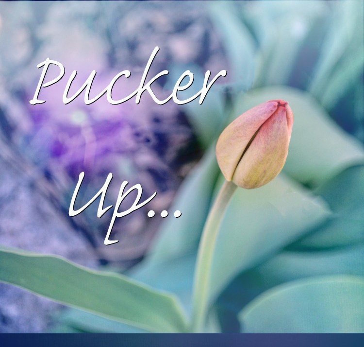 Tulip1Pucker Up