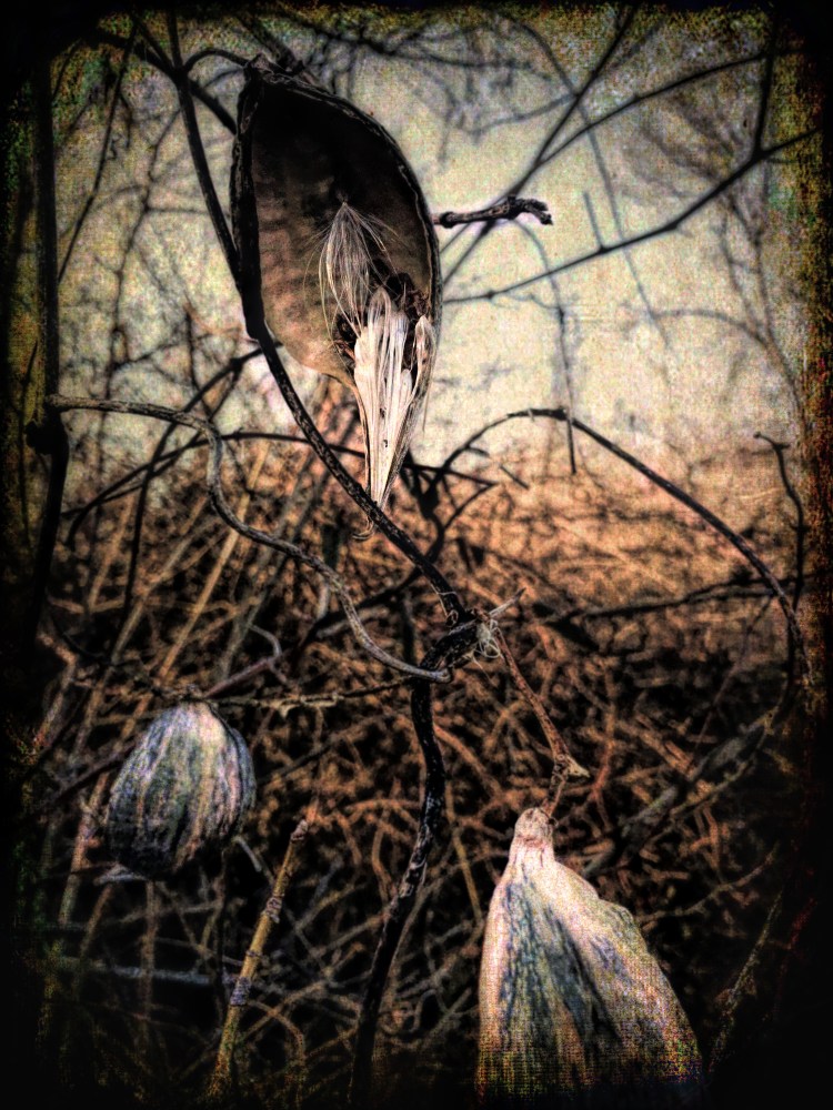 Winter Pods