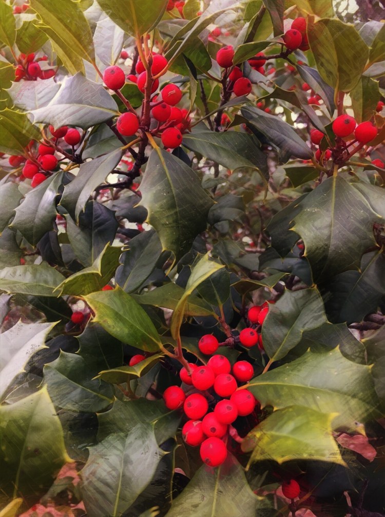 Holly Berries