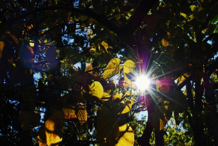 Leaves and Fall Light