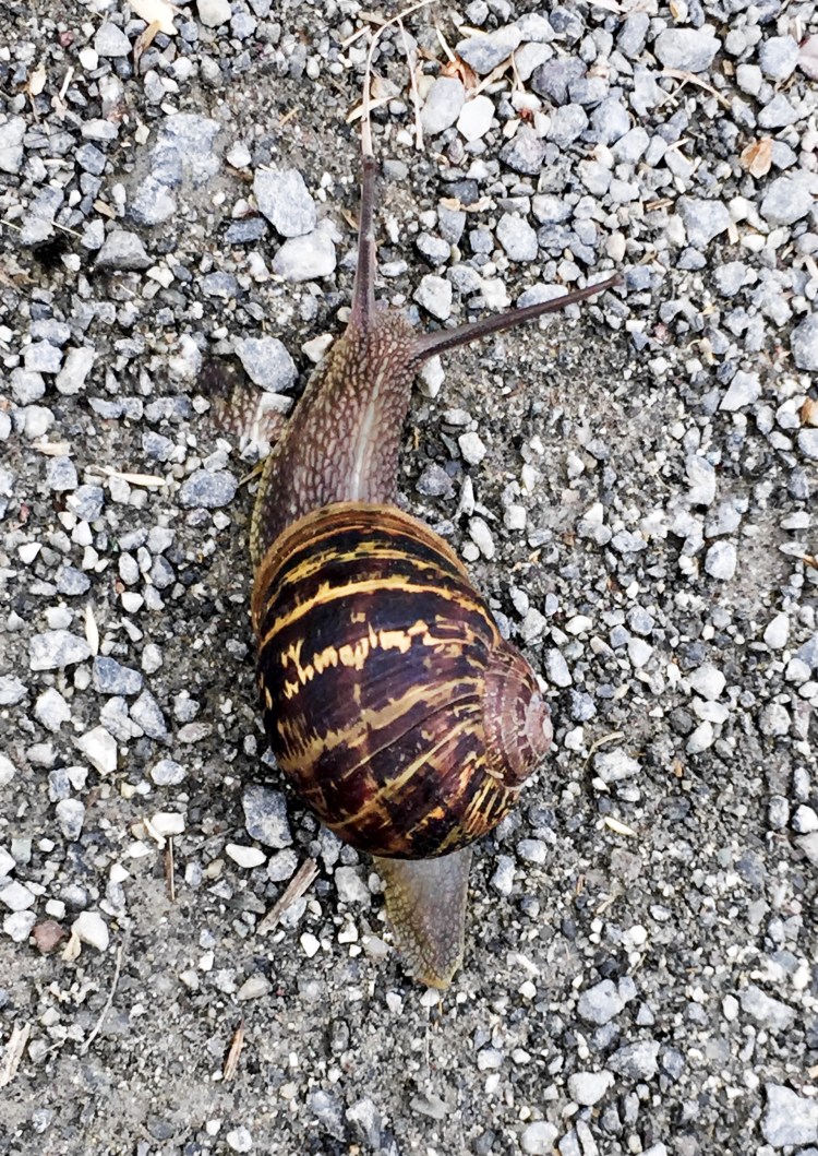 Cornish Snail