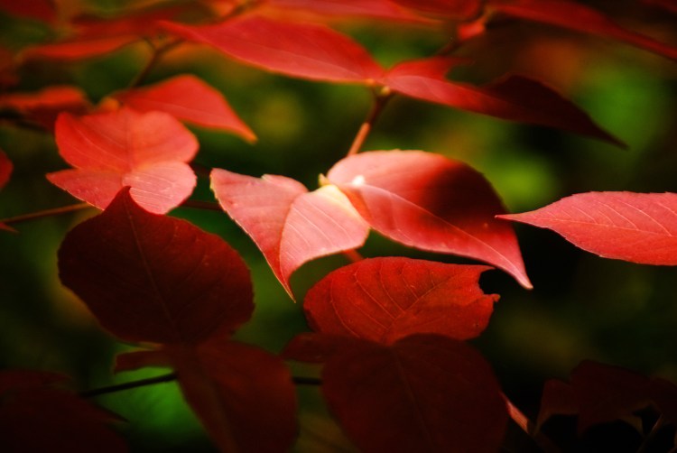 RedLeaves
