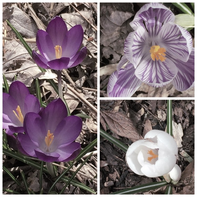 Crocuses