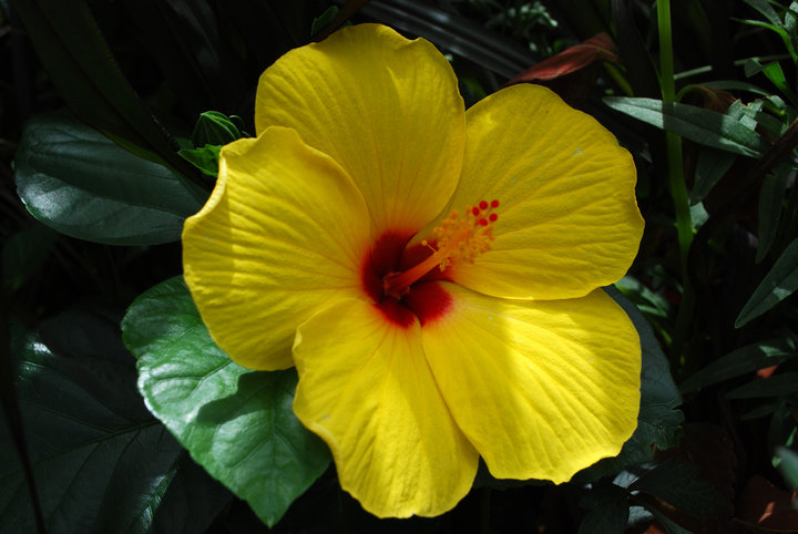 Hibiscus