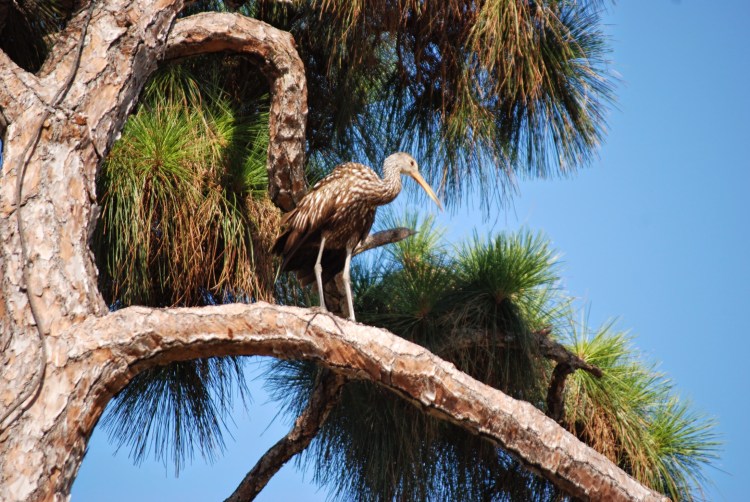 Jupiter FL_0410 Jupiter Florida Big Bird in a Pine