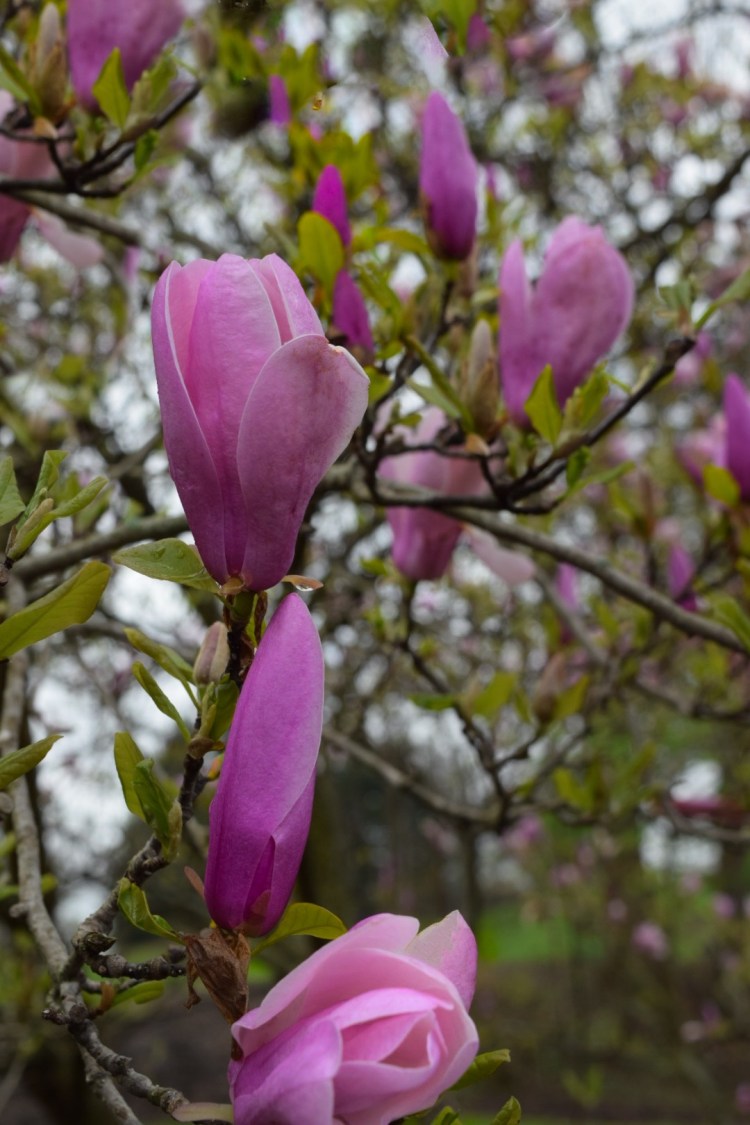 Magnolia