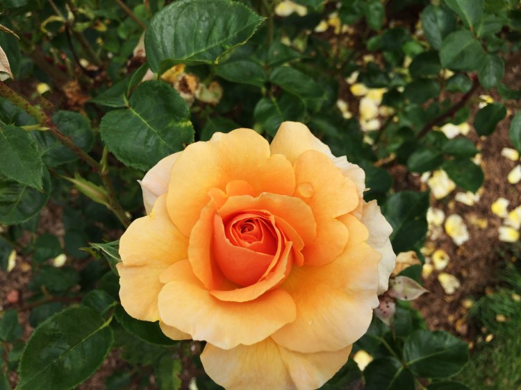 Peach Rose