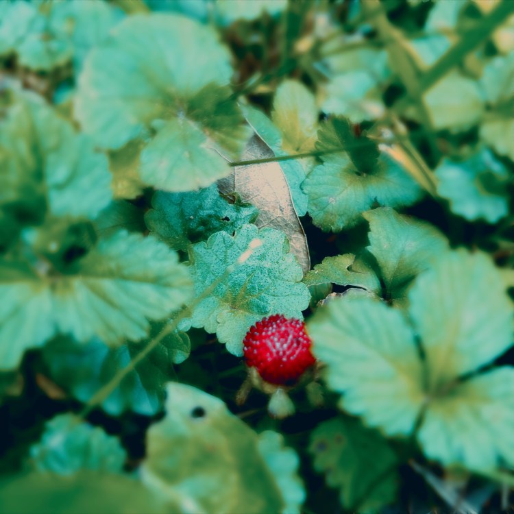 For the picking