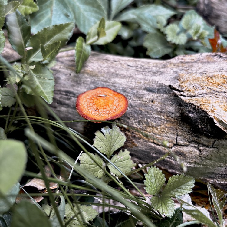 In the wood