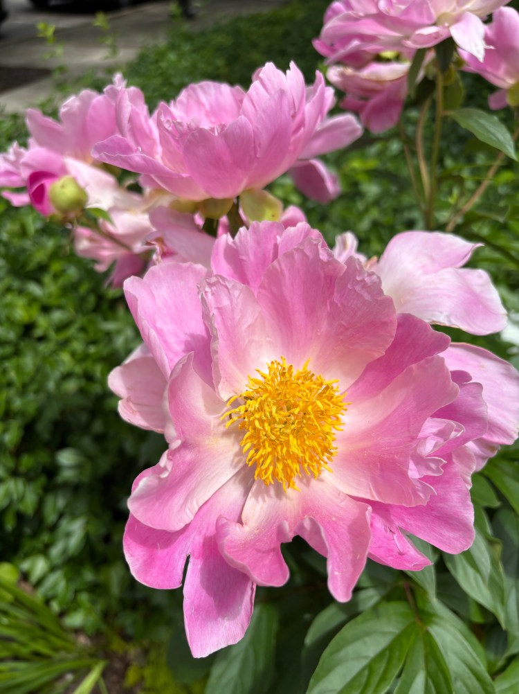 Summer pinks